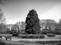 Zentraler Parkbaum  PENTAX K-3 Mark III Monochrome, HD PENTAX - DA* 2.8/16-50 ED PLM AW  - 19.03.2025 -