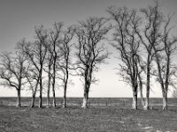 Lieblingsbaumgruppe  PENTAX K-3 Mark III Monochrome, HD PENTAX - DA* 2.8/16-50 ED PLM AW  - 19.03.2025 -