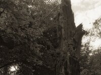 Die alte Buche im Wald  Pentax 645N, SM;C FA 2.8/75, Gelbfilter, KODAK TRI-X 400   - 20.09.2025 -