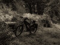 Halt bei der alten Buche  Pentax 645N, SM;C FA 2.8/75, Gelbfilter, KODAK TRI-X 400   - 20.09.2025 -
