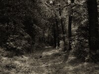 Weiter auf dem Waldweg  Pentax 645N, SM;C FA 2.8/75, Gelbfilter, KODAK TRI-X 400   - 20.09.2025 -