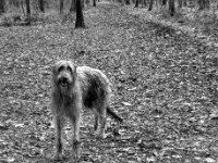 Begegnung mit Olaf  PENTAX K-3 Mark III Monochrome, HD PENTAX - DA* 2.8/16-50 ED PLM AW  - 21.02.2025 -