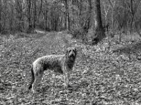 Ja, er heißt Olaf; Irischer Wolfshund  PENTAX K-3 Mark III Monochrome, HD PENTAX - DA* 2.8/16-50 ED PLM AW  - 21.02.2025 -
