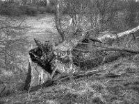 Gestürzt  PENTAX K-3 Mark III Monochrome, HD PENTAX - DA* 2.8/16-50 ED PLM AW  - 21.02.2025 -