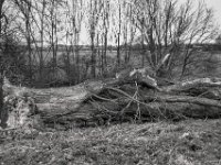 Er war groß und stark, jetzt liegt er da  PENTAX K-3 Mark III Monochrome, HD PENTAX - DA* 2.8/16-50 ED PLM AW  - 21.02.2025 -