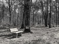 Waldbank  PENTAX K-3 Mark III Monochrome, SMC PENTAX-FA 1.8/31 AL Limited   - 21.03.2025 -