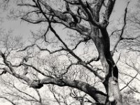 Stark und bizarr  PENTAX K-3 Mark III Monochrome, SMC PENTAX-FA 1.8/31 AL Limited   - 21.03.2025 -