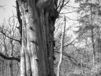 Alte Buche  PENTAX K-3 Mark III Monochrome, SMC PENTAX-FA 1.8/31 AL Limited   - 21.03.2025 -