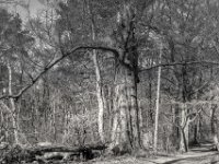 Die alte Buche hat noch nicht aufgegeben  PENTAX K-3 Mark III Monochrome, SMC PENTAX-FA 1.8/31 AL Limited   - 21.03.2025 -