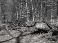 Pause bei der alten Buche  PENTAX K-3 Mark III Monochrome, SMC PENTAX-FA 1.8/31 AL Limited   - 21.03.2025 -