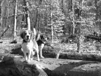 ... Bolle und Jack ...  PENTAX K-3 Mark III Monochrome, SMC PENTAX-FA 1.8/31 AL Limited   - 21.03.2025 -