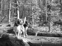 Besuch ....  PENTAX K-3 Mark III Monochrome, SMC PENTAX-FA 1.8/31 AL Limited   - 21.03.2025 -