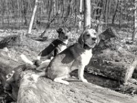 .. bei der alten Buche  PENTAX K-3 Mark III Monochrome, SMC PENTAX-FA 1.8/31 AL Limited   - 21.03.2025 -