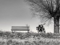 Pausenbank am Rhein  PENTAX K-3 Mark III Monochrome, SMC PENTAX-FA 1.8/31 AL Limited   - 21.03.2025 -