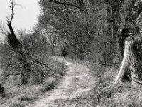 Uferweg  PENTAX K-3 Mark III Monochrome, SMC PENTAX-FA 1.8/77 Limited  - 21.03.2025 -