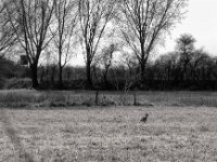 Der Hase flieht, im Hintergrund seine Feinde im Unterstand  PENTAX K-3 Mark III Monochrome, SMC PENTAX-FA 1.8/77 Limited  - 21.03.2025 -