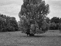 Im Schatten des Baumes  Fuji GW 690 III, Kodak Tri-X 400  - 22.08.2025 -