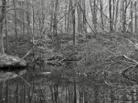 Enten  PENTAX K-3 Mark III Monochrome, HD PENTAX - DA* 2.8/16-50 ED PLM AW  - 22.11.2025 -