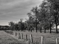 Baumreihe  PENTAX K-3 Mark III Monochrome, HD PENTAX - DA* 2.8/16-50 ED PLM AW  - 24.09.2025 -