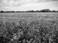 Blühendes Feld  PENTAX K-3 Mark III Monochrome, HD PENTAX - DA* 2.8/16-50 ED PLM AW  - 24.09.2025 -