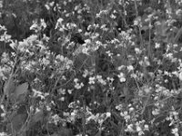 Blüten  PENTAX K-3 Mark III Monochrome, HD PENTAX - DA* 2.8/16-50 ED PLM AW  - 24.09.2025 -