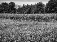 Maisfeld und Blütenmeer  PENTAX K-3 Mark III Monochrome, HD PENTAX - DA* 2.8/16-50 ED PLM AW  - 24.09.2025 -