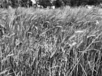 Gerste im Wind  Pentax Super A, SMC PENTAX-FA 1.9/43 Limited  - 26.05.2025 -
