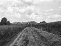 Feldweg  Pentax Super A, SMC PENTAX-FA 1.9/43 Limited  - 26.05.2025 -