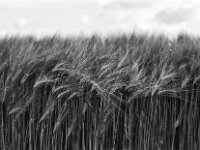 Gerste am Weg  Pentax Super A, SMC PENTAX-FA 1.9/43 Limited  - 26.05.2025 -