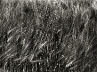 Gerste  Pentax Super A, SMC PENTAX-FA 1.9/43 Limited  - 26.05.2025 -