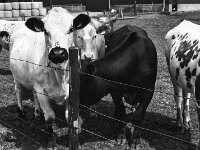 Bunter neugieriger Haufen  Pentax Super A, SMC PENTAX-FA 1.9/43 Limited  - 26.05.2025 -