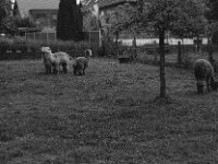 Warm verpackt  Pentax Super A, SMC PENTAX-FA 1.9/43 Limited  - 26.05.2025 -