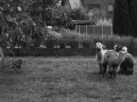 Alpaka  Pentax Super A, SMC PENTAX-FA 1.9/43 Limited  - 26.05.2025 -