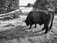 Highland Stier V  PENTAX K-3 Mark III Monochrome, HD PENTAX - DA* 2.8/ 11-18 ED DC AW