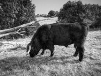Higland Stier IV  PENTAX K-3 Mark III Monochrome, HD PENTAX - DA* 2.8/ 11-18 ED DC AW