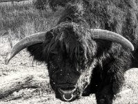 Nasenring  PENTAX K-3 Mark III Monochrome, HD PENTAX - DA* 2.8/ 11-18 ED DC AW