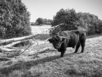 Highland Stier III  PENTAX K-3 Mark III Monochrome, HD PENTAX - DA* 2.8/ 11-18 ED DC AW