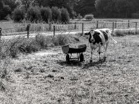 Blickkontakt  PENTAX K-3 Mark III Monochrome, HD PENTAX - DA* 2.8/ 11-18 ED DC AW