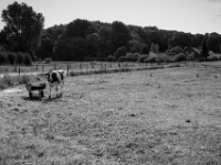 Von der Herde getrennt  PENTAX K-3 Mark III Monochrome, HD PENTAX - DA* 2.8/ 11-18 ED DC AW