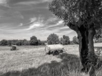 Rheinwiesen - Weide  PENTAX K-3 Mark III Monochrome, HD PENTAX - DA* 2.8/ 11-18 ED DC AW