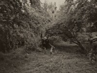 Heckrind im Auenwald  Pentax 645N, SMC FA 645 2.8/45, Gelbfilter, ADOX CHS100II  - 28.06.2025 -