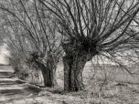 Start der Rundfahrt bei den Kopfweiden  PENTAX K-3 Mark III Monochrome, HD PENTAX - D FA 2.8/24-70 ED SDM WR  - 28-03-2025 -