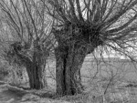 Ende der Fahrt bei den Kopfweiden  PENTAX K-3 Mark III Monochrome, HD PENTAX - D FA 2.8/24-70 ED SDM WR  - 28-03-2025 -