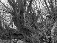 Weidenkopf  PENTAX K-3 Mark III Monochrome, HD PENTAX - D FA 2.8/24-70 ED SDM WR  - 28-03-2025 -