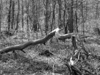 Blanker Stamm  PENTAX K-3 Mark III Monochrome, HD PENTAX - D FA 2.8/24-70 ED SDM WR  - 28-03-2025 -