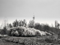 Blühende Weidenhecke  PENTAX K-3 Mark III Monochrome, HD PENTAX - D FA 2.8/24-70 ED SDM WR  - 28-03-2025 -