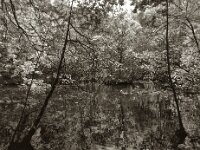 Waldteich in der Hees  Pentax 645N, SMC FA 2.8/45, Gelbfilter, KODAK 400TX  - 29.04.2025 -