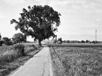 Der Baum am Feldweg  Fuji GS 645 S prof.WIDE 60, Adox CHS 100 II  - 30.05.2025 -