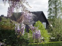 ... ein schöner Kontrast zu den anderen Bäumen ...  Sein aufkommendes Grün stand dann in herrlichem Kontrast zu den anderen Bäumen und Sträuchern sowie zu dem blühenden Blauregen an meinem Fenster.