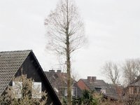 .... am 27.Januar 2016 kreischte eine Motorsäge ....  Im Laufe des Vormittags des 27.Januars 2016 kreischte eine Motorsäge. Als ich aus dem Fenster sah, waren bereits die unteren Äste gefallen. : Baum, Baumschutz, Baumschutzsatzung, Eichenstraße, Mammutbaum, Nachbar, Nachbarn, Umwelt, Umweltschutz, Umweltzerstörung